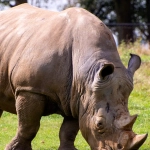 Индивидуальный подход к слот-игре Great Rhino Megaways