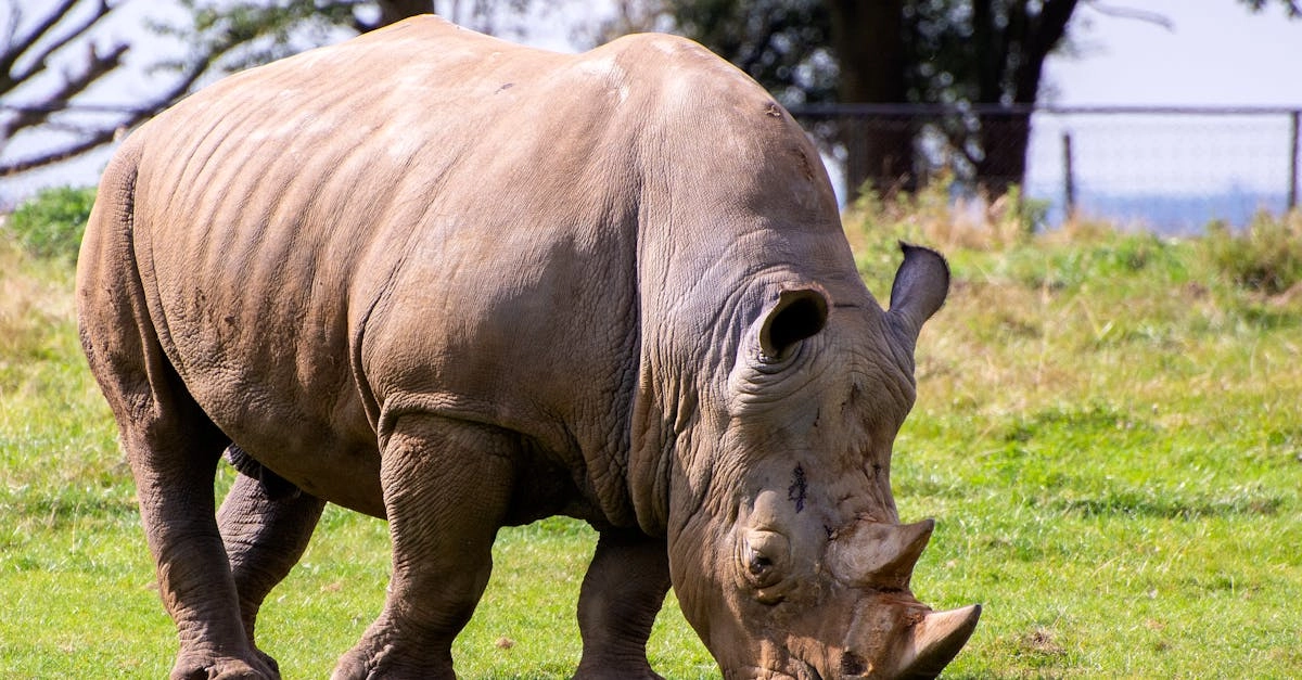 Индивидуальный подход к слот-игре Great Rhino Megaways